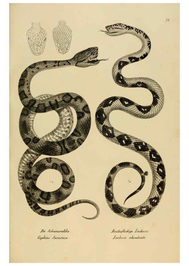 Reproducción/Reproduction 6059781254: Naturgeschichte und Abbildungen der Reptilien Schaffhausen :Aus Brodtmann's lithographischer Kunstanstalt,1833