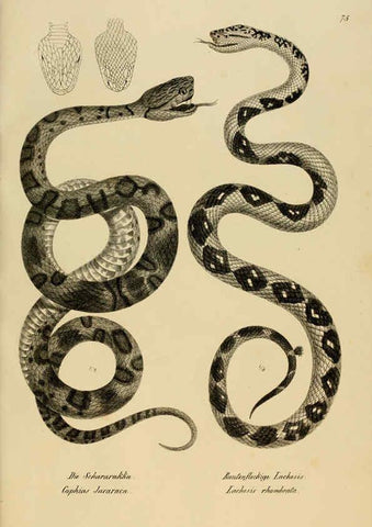 Reproducción/Reproduction 6059781254: Naturgeschichte und Abbildungen der Reptilien Schaffhausen :Aus Brodtmann's lithographischer Kunstanstalt,1833