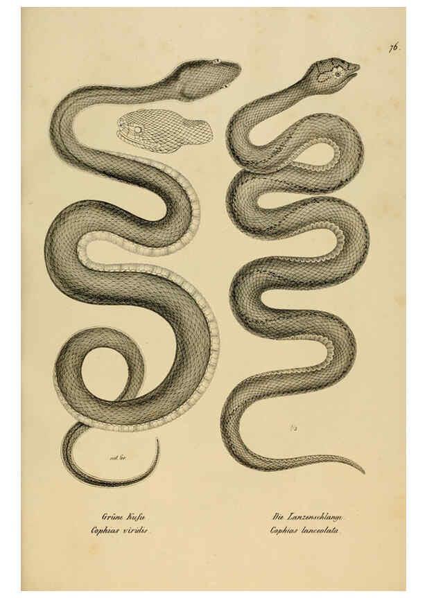 Reproducción/Reproduction 6059234023: Naturgeschichte und Abbildungen der Reptilien Schaffhausen :Aus Brodtmann's lithographischer Kunstanstalt,1833