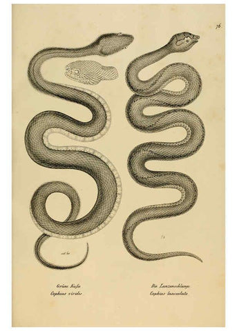 Reproducción/Reproduction 6059234023: Naturgeschichte und Abbildungen der Reptilien Schaffhausen :Aus Brodtmann's lithographischer Kunstanstalt,1833
