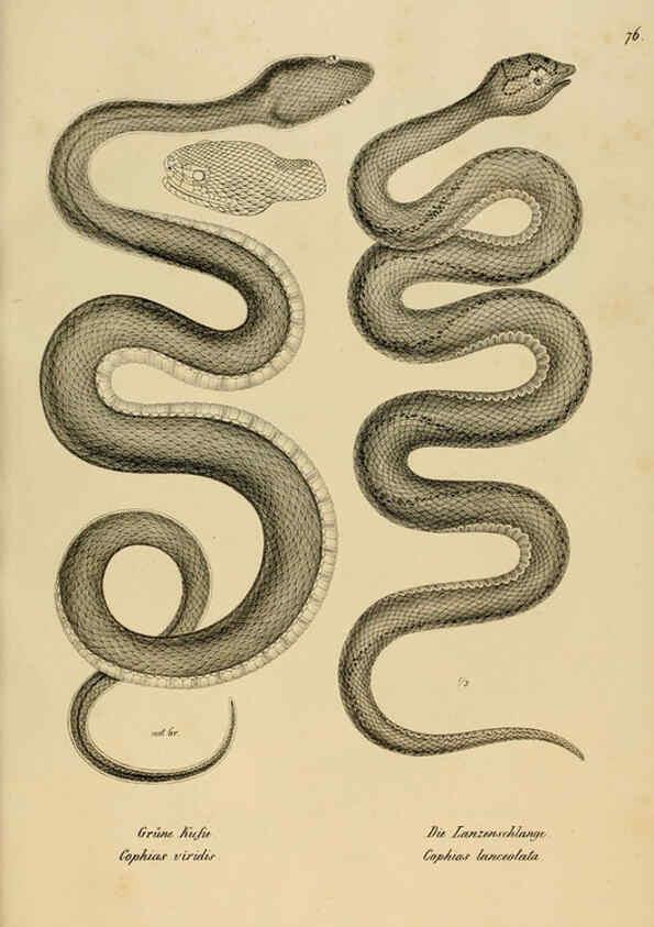 Reproducción/Reproduction 6059234023: Naturgeschichte und Abbildungen der Reptilien Schaffhausen :Aus Brodtmann's lithographischer Kunstanstalt,1833