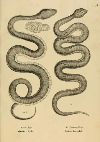 Reproducción/Reproduction 6059234023: Naturgeschichte und Abbildungen der Reptilien Schaffhausen :Aus Brodtmann's lithographischer Kunstanstalt,1833