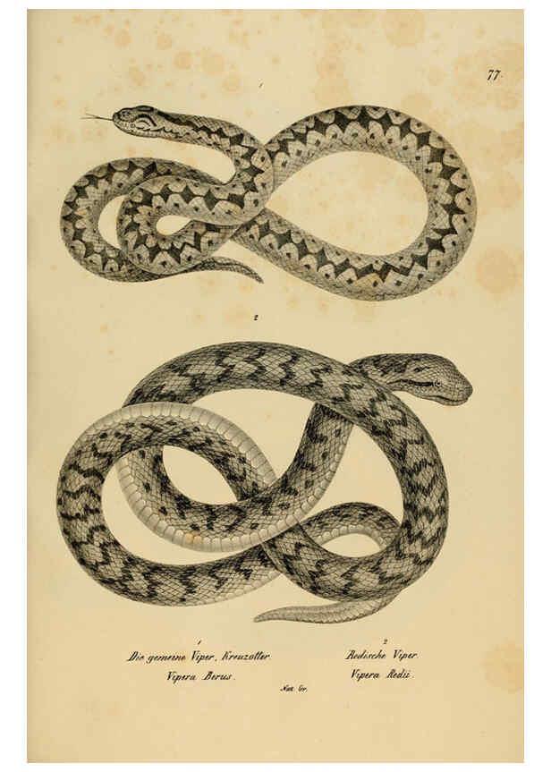 Reproducción/Reproduction 6059234219: Naturgeschichte und Abbildungen der Reptilien Schaffhausen :Aus Brodtmann's lithographischer Kunstanstalt,1833