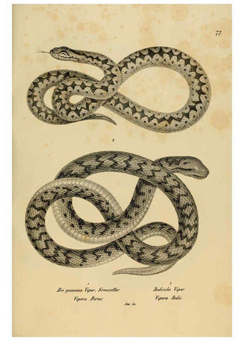 Reproducción/Reproduction 6059234219: Naturgeschichte und Abbildungen der Reptilien Schaffhausen :Aus Brodtmann's lithographischer Kunstanstalt,1833