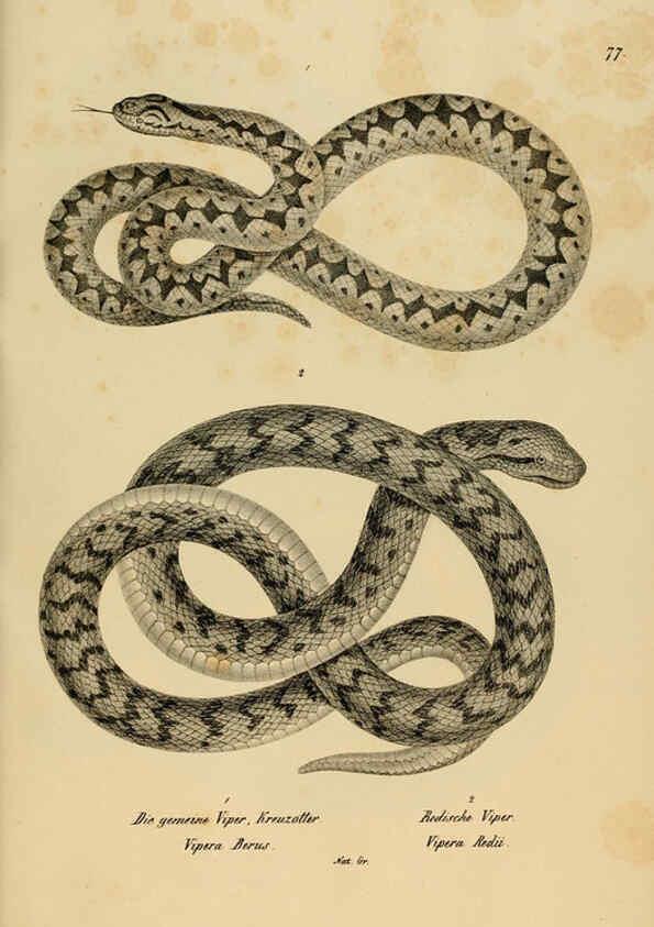 Reproducción/Reproduction 6059234219: Naturgeschichte und Abbildungen der Reptilien Schaffhausen :Aus Brodtmann's lithographischer Kunstanstalt,1833