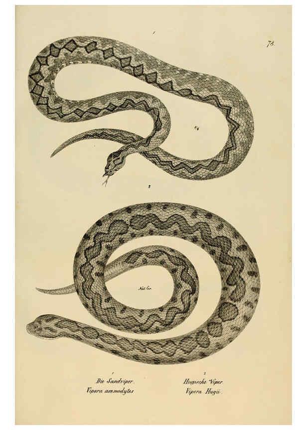 Reproducción/Reproduction 6059234485: Naturgeschichte und Abbildungen der Reptilien Schaffhausen :Aus Brodtmann's lithographischer Kunstanstalt,1833