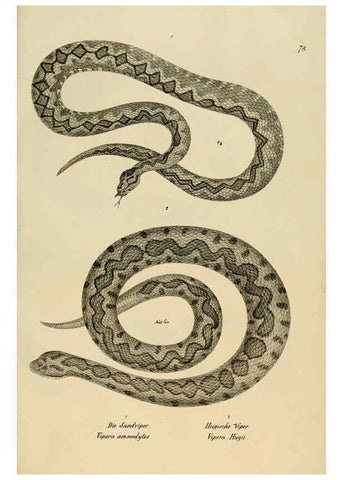 Reproducción/Reproduction 6059234485: Naturgeschichte und Abbildungen der Reptilien Schaffhausen :Aus Brodtmann's lithographischer Kunstanstalt,1833