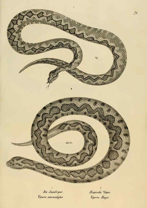 Reproducción/Reproduction 6059234485: Naturgeschichte und Abbildungen der Reptilien Schaffhausen :Aus Brodtmann's lithographischer Kunstanstalt,1833