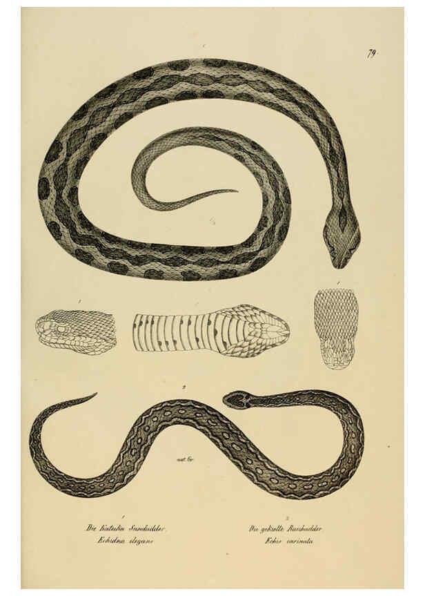 Reproducción/Reproduction 6059782262: Naturgeschichte und Abbildungen der Reptilien Schaffhausen :Aus Brodtmann's lithographischer Kunstanstalt,1833