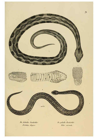 Reproducción/Reproduction 6059782262: Naturgeschichte und Abbildungen der Reptilien Schaffhausen :Aus Brodtmann's lithographischer Kunstanstalt,1833