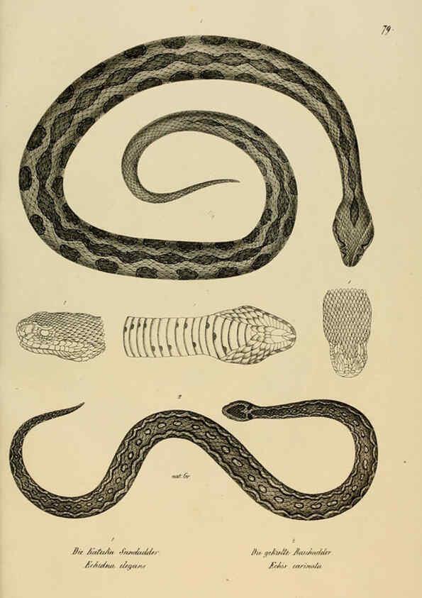 Reproducción/Reproduction 6059782262: Naturgeschichte und Abbildungen der Reptilien Schaffhausen :Aus Brodtmann's lithographischer Kunstanstalt,1833