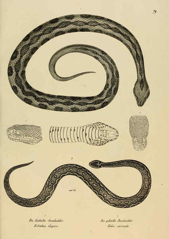 Reproducción/Reproduction 6059782262: Naturgeschichte und Abbildungen der Reptilien Schaffhausen :Aus Brodtmann's lithographischer Kunstanstalt,1833