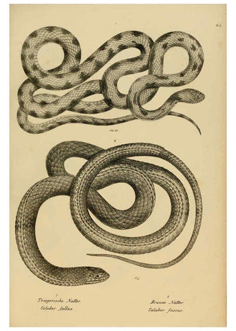 Reproducción/Reproduction 6059231207: Naturgeschichte und Abbildungen der Reptilien Schaffhausen :Aus Brodtmann's lithographischer Kunstanstalt,1833