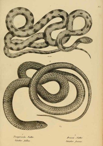 Reproducción/Reproduction 6059231207: Naturgeschichte und Abbildungen der Reptilien Schaffhausen :Aus Brodtmann's lithographischer Kunstanstalt,1833