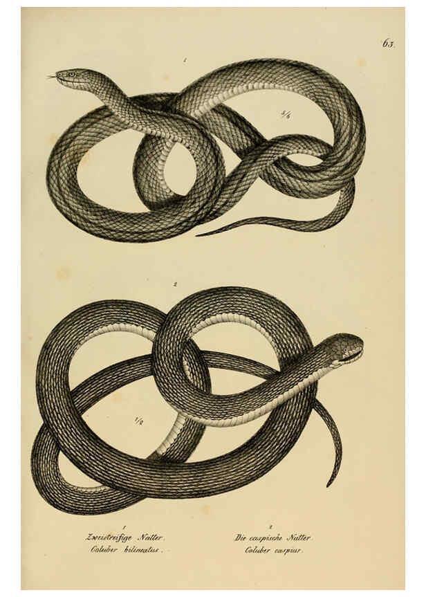Reproducción/Reproduction 6059778520: Naturgeschichte und Abbildungen der Reptilien Schaffhausen :Aus Brodtmann's lithographischer Kunstanstalt,1833