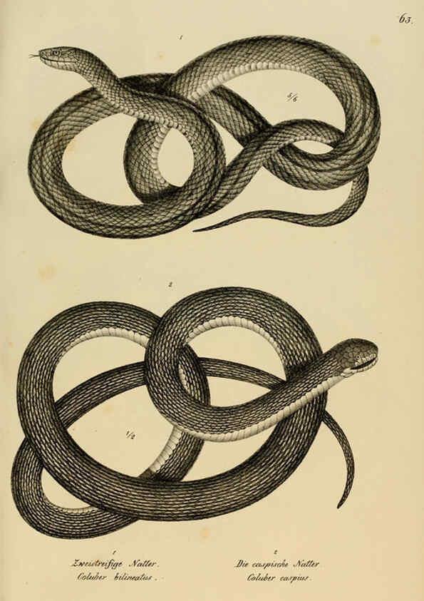Reproducción/Reproduction 6059778520: Naturgeschichte und Abbildungen der Reptilien Schaffhausen :Aus Brodtmann's lithographischer Kunstanstalt,1833