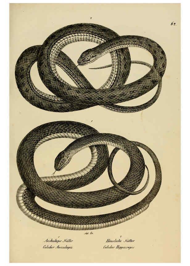 Reproducción/Reproduction 6059230791: Naturgeschichte und Abbildungen der Reptilien Schaffhausen :Aus Brodtmann's lithographischer Kunstanstalt,1833