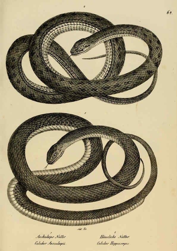 Reproducción/Reproduction 6059230791: Naturgeschichte und Abbildungen der Reptilien Schaffhausen :Aus Brodtmann's lithographischer Kunstanstalt,1833