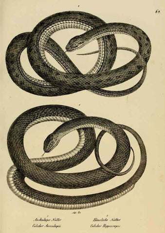 Reproducción/Reproduction 6059230791: Naturgeschichte und Abbildungen der Reptilien Schaffhausen :Aus Brodtmann's lithographischer Kunstanstalt,1833