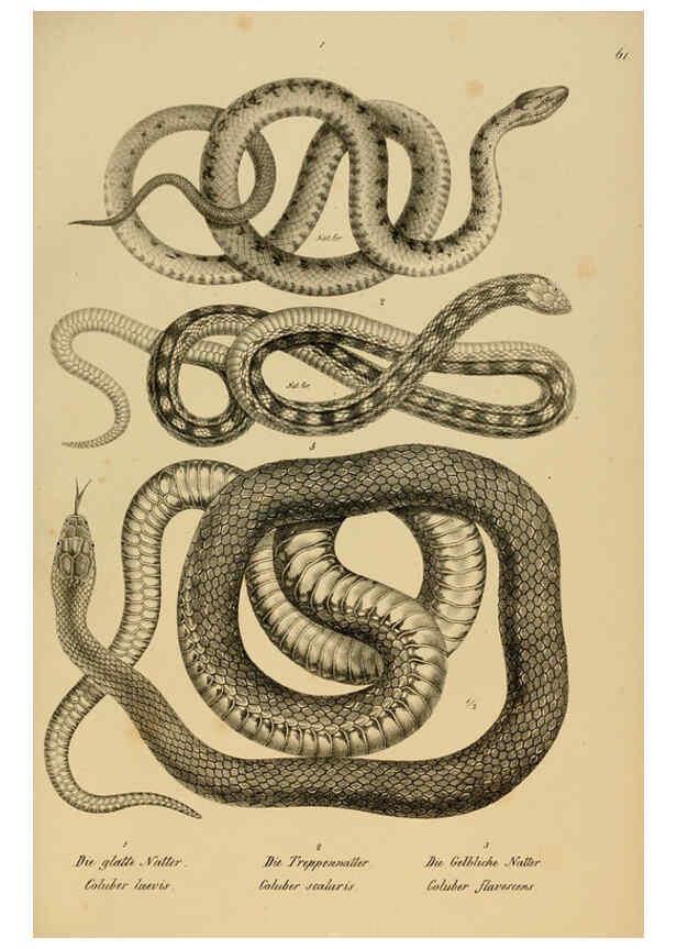 Reproducción/Reproduction 6059230599: Naturgeschichte und Abbildungen der Reptilien Schaffhausen :Aus Brodtmann's lithographischer Kunstanstalt,1833