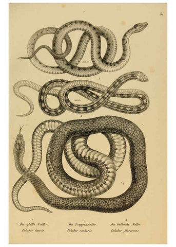 Reproducción/Reproduction 6059230599: Naturgeschichte und Abbildungen der Reptilien Schaffhausen :Aus Brodtmann's lithographischer Kunstanstalt,1833