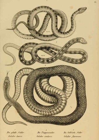 Reproducción/Reproduction 6059230599: Naturgeschichte und Abbildungen der Reptilien Schaffhausen :Aus Brodtmann's lithographischer Kunstanstalt,1833