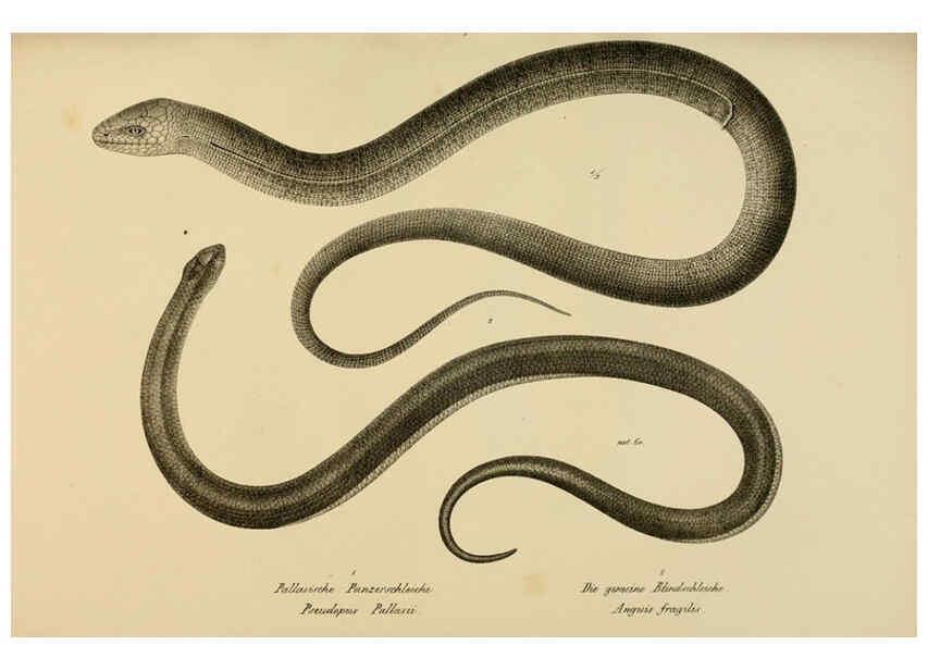 Reproducción/Reproduction 6059774278: Naturgeschichte und Abbildungen der Reptilien Schaffhausen :Aus Brodtmann's lithographischer Kunstanstalt,1833