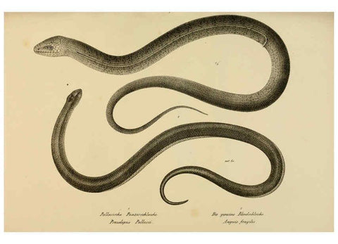 Reproducción/Reproduction 6059774278: Naturgeschichte und Abbildungen der Reptilien Schaffhausen :Aus Brodtmann's lithographischer Kunstanstalt,1833