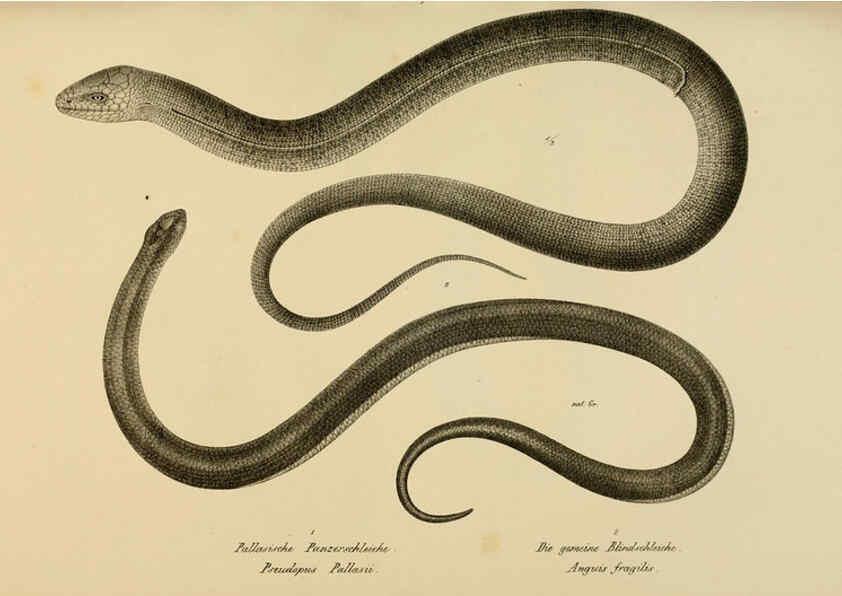 Reproducción/Reproduction 6059774278: Naturgeschichte und Abbildungen der Reptilien Schaffhausen :Aus Brodtmann's lithographischer Kunstanstalt,1833