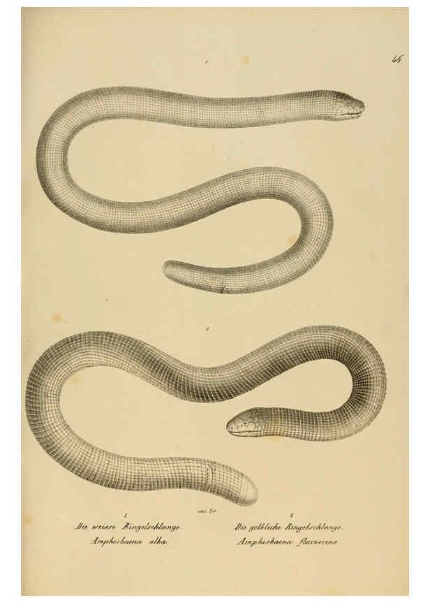 Reproducción/Reproduction 6059774480: Naturgeschichte und Abbildungen der Reptilien Schaffhausen :Aus Brodtmann's lithographischer Kunstanstalt,1833