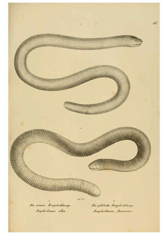 Reproducción/Reproduction 6059774480: Naturgeschichte und Abbildungen der Reptilien Schaffhausen :Aus Brodtmann's lithographischer Kunstanstalt,1833