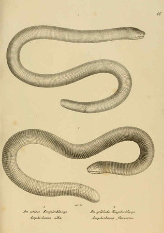 Reproducción/Reproduction 6059774480: Naturgeschichte und Abbildungen der Reptilien Schaffhausen :Aus Brodtmann's lithographischer Kunstanstalt,1833