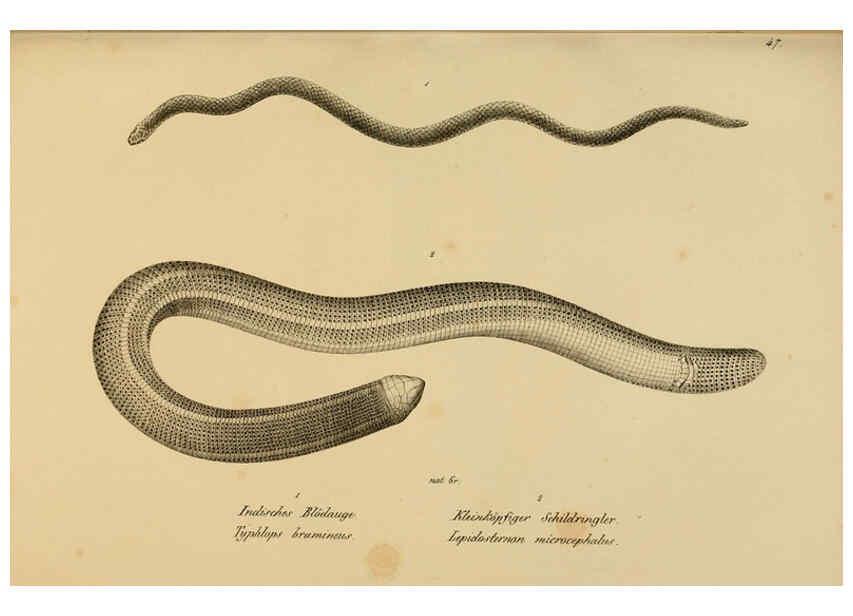 Reproducción/Reproduction 6059227555: Naturgeschichte und Abbildungen der Reptilien Schaffhausen :Aus Brodtmann's lithographischer Kunstanstalt,1833