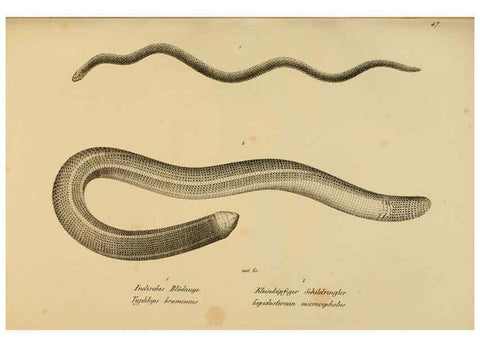 Reproducción/Reproduction 6059227555: Naturgeschichte und Abbildungen der Reptilien Schaffhausen :Aus Brodtmann's lithographischer Kunstanstalt,1833