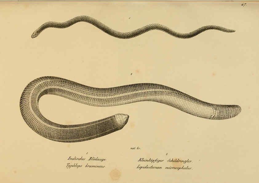 Reproducción/Reproduction 6059227555: Naturgeschichte und Abbildungen der Reptilien Schaffhausen :Aus Brodtmann's lithographischer Kunstanstalt,1833