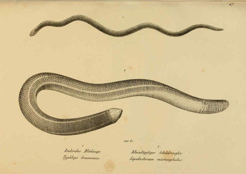Reproducción/Reproduction 6059227555: Naturgeschichte und Abbildungen der Reptilien Schaffhausen :Aus Brodtmann's lithographischer Kunstanstalt,1833