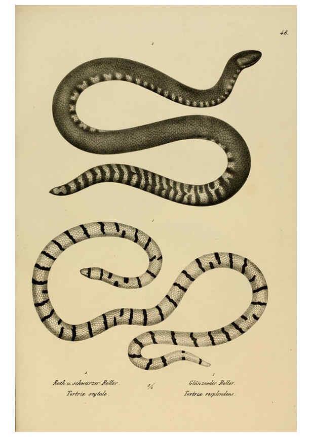 Reproducción/Reproduction 6059227867: Naturgeschichte und Abbildungen der Reptilien Schaffhausen :Aus Brodtmann's lithographischer Kunstanstalt,1833
