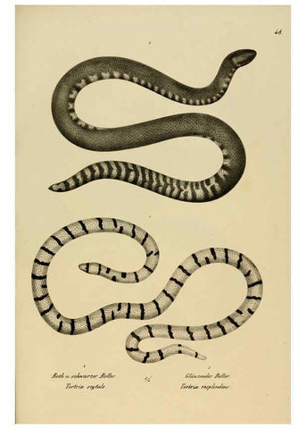 Reproducción/Reproduction 6059227867: Naturgeschichte und Abbildungen der Reptilien Schaffhausen :Aus Brodtmann's lithographischer Kunstanstalt,1833