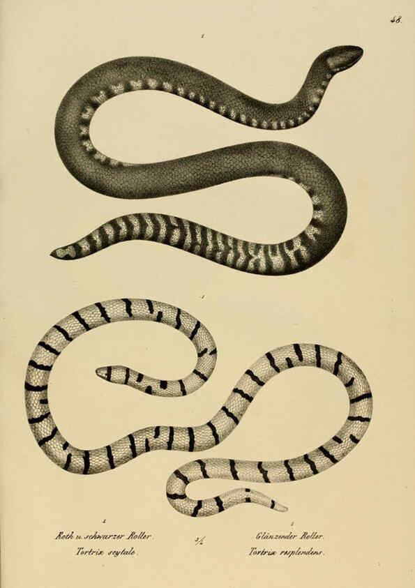 Reproducción/Reproduction 6059227867: Naturgeschichte und Abbildungen der Reptilien Schaffhausen :Aus Brodtmann's lithographischer Kunstanstalt,1833