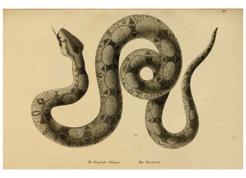 Reproducción/Reproduction 6059775520: Naturgeschichte und Abbildungen der Reptilien Schaffhausen :Aus Brodtmann's lithographischer Kunstanstalt,1833