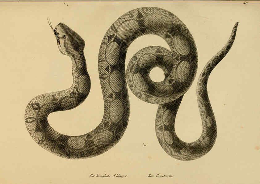 Reproducción/Reproduction 6059775520: Naturgeschichte und Abbildungen der Reptilien Schaffhausen :Aus Brodtmann's lithographischer Kunstanstalt,1833