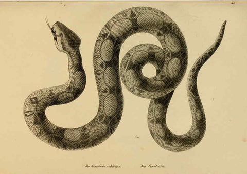 Reproducción/Reproduction 6059775520: Naturgeschichte und Abbildungen der Reptilien Schaffhausen :Aus Brodtmann's lithographischer Kunstanstalt,1833