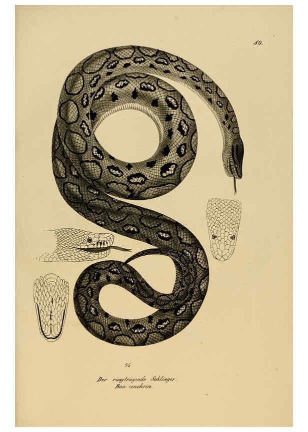 Reproducción/Reproduction 6059775812: Naturgeschichte und Abbildungen der Reptilien Schaffhausen :Aus Brodtmann's lithographischer Kunstanstalt,1833