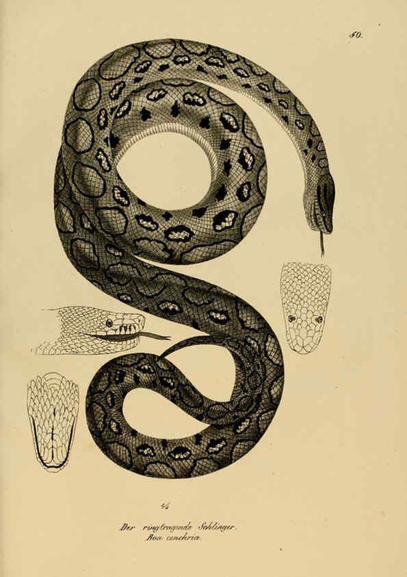Reproducción/Reproduction 6059775812: Naturgeschichte und Abbildungen der Reptilien Schaffhausen :Aus Brodtmann's lithographischer Kunstanstalt,1833