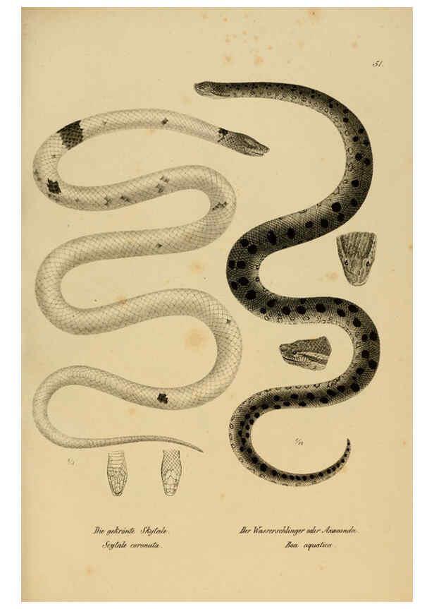 Reproducción/Reproduction 6059776006: Naturgeschichte und Abbildungen der Reptilien Schaffhausen :Aus Brodtmann's lithographischer Kunstanstalt,1833