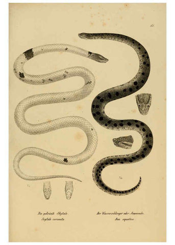 Reproducción/Reproduction 6059776006: Naturgeschichte und Abbildungen der Reptilien Schaffhausen :Aus Brodtmann's lithographischer Kunstanstalt,1833