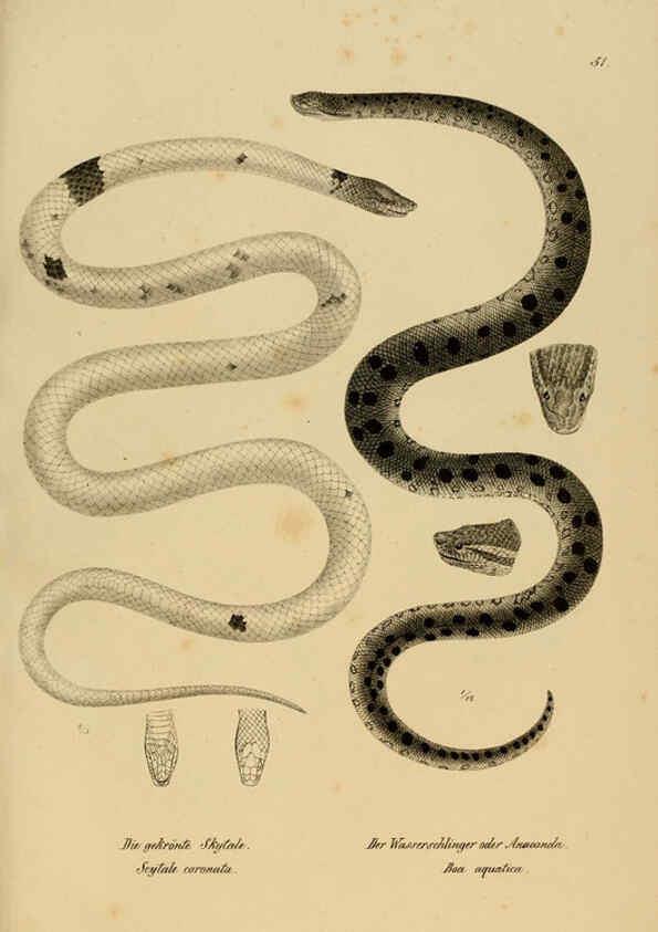 Reproducción/Reproduction 6059776006: Naturgeschichte und Abbildungen der Reptilien Schaffhausen :Aus Brodtmann's lithographischer Kunstanstalt,1833