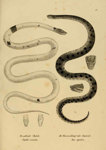 Reproducción/Reproduction 6059776006: Naturgeschichte und Abbildungen der Reptilien Schaffhausen :Aus Brodtmann's lithographischer Kunstanstalt,1833