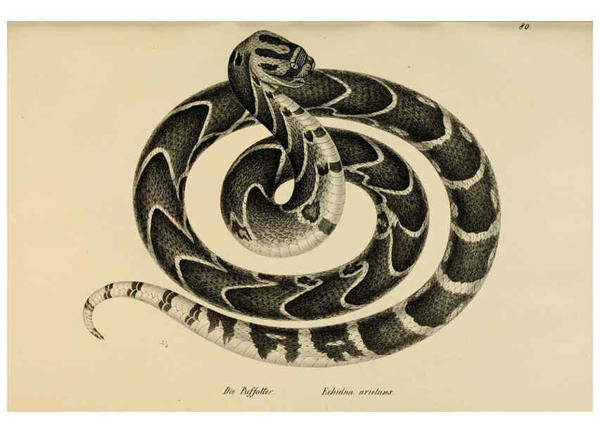 Reproducción/Reproduction 6059782444: Naturgeschichte und Abbildungen der Reptilien Schaffhausen :Aus Brodtmann's lithographischer Kunstanstalt,1833