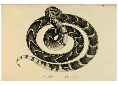 Reproducción/Reproduction 6059782444: Naturgeschichte und Abbildungen der Reptilien Schaffhausen :Aus Brodtmann's lithographischer Kunstanstalt,1833